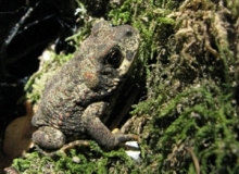 Uno de los anfibios que aparece en la Guía de Anfibios y Reptiles