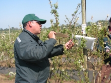 En el marco de las acciones de vigilancia fitosanitaria del Programa de Control Oficial de Lobesia Botrana (PCOLB), el Servicio Agrícola y Ganadero (SAG) instaló 1.080 trampas de feromonas tipo delta en predios de vid, huertos y parrones de la región de La Araucanía. 