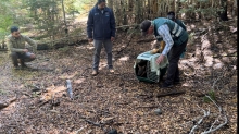 SAG liberó a pudú rescatado por brigadista de Conaf 