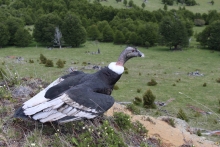 Más de siete años tiene la Cóndor hembra adulta que la tarde del lunes 18 de noviembre ayer fue liberada por médicos veterinarios especialistas en fauna silvestre del Servicio Agrícola y Ganadero (SAG), y que es una de las 4 aves de esta especie que fueron devueltas a la región tras un largo proceso de recuperación en el centro de rehabilitación de la Unión de Ornitólogos de Chile, en la ciudad de Santiago. 