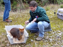 Dos ejemplares hembra de pudú fueron liberados por el Servicio Agrícola y Ganadero (SAG) de la Región de Los Ríos el pasado viernes 4 de octubre en la Reserva Costera Valdiviana