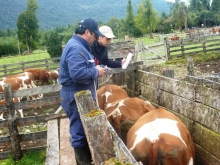 Tras aproximadamente un año y medio de ejecución, el Servicio Agrícola y Ganadero (SAG), ha conseguido extender los beneficios del Programa de Manejo Sanitario Bovino a las comunas de Chile Chico e Ibáñez, logrando con esto beneficiar a más de 300 productores y productoras de la región, quienes podrán recibir los beneficios de este programa de manera gratuita a contar de la presente temporada.