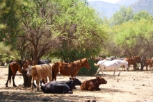 El Servicio Agrícola y Ganadero de la Región de Valparaíso realiza un llamado a los ganaderos (as) y a los transportistas para que cumplan los requisitos que establece el Programa Oficial de Trazabilidad Animal.  El Ministerio de Agricultura, a través del SAG, recuerda que es obligatorio el uso del Formulario de Movimiento Animal para todos los movimientos entre establecimientos pecuarios.