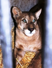 Puma en el Zoo Metropolitano