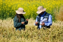 Fiscalizadores SAG inspeccionando semillas en medio de las plantaciones