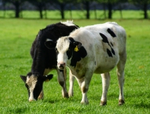 “Desafíos para avanzar en el control y erradicación de la tuberculosis bovina en Chile” se denomina el segundo seminario internacional que se realizará el próximo 28 y 29 de octubre en el Aula Magna de la Universidad Austral de Chile, y en el que participarán destacados investigadores extranjeros provenientes de Irlanda, México y Nueva Zelanda.