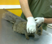 Al Centro de Rescate de la Universidad de Concepción de Chillán fue derivado una ejemplar de vizcacha de la sierra, vizcacha montanera