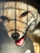 Tras seis meses de cuidados y rehabilitación: zorro Chilla regresa con vigor a su hábitat