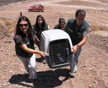 reintroducción zorro culpeo Metropolitana